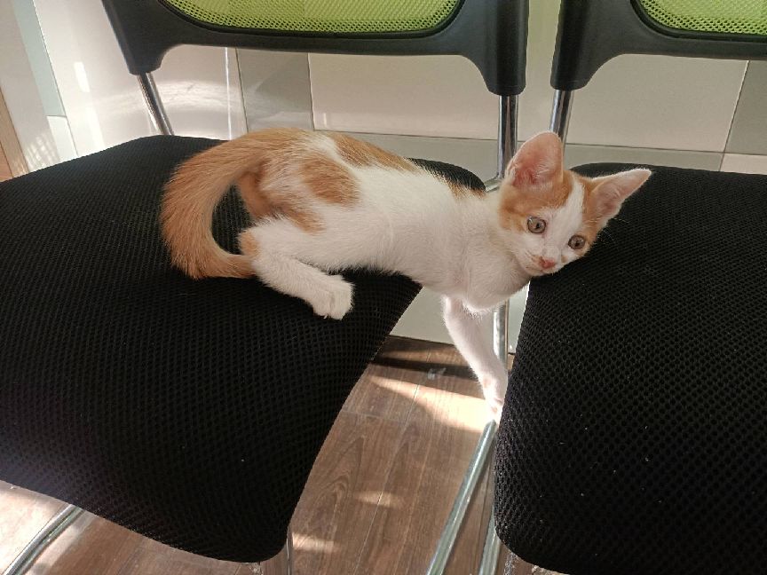 猫图片|宠物猫|猫咪|