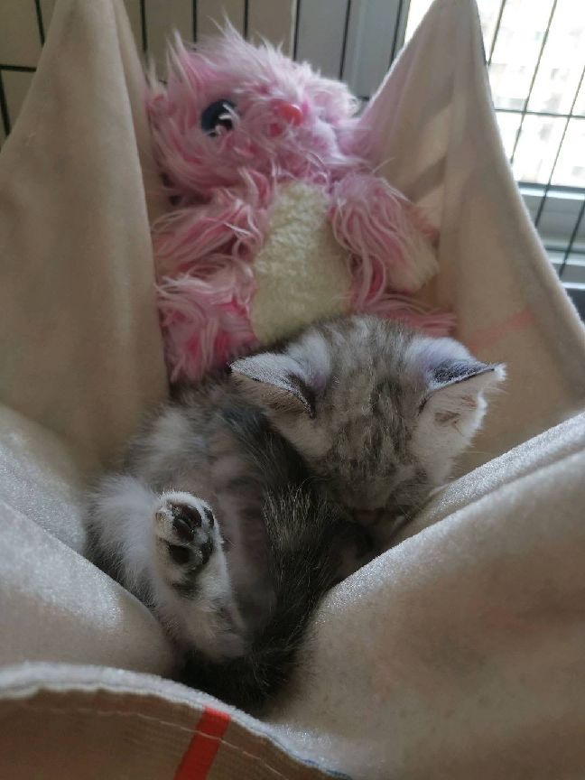 猫图片|宠物猫|猫咪|