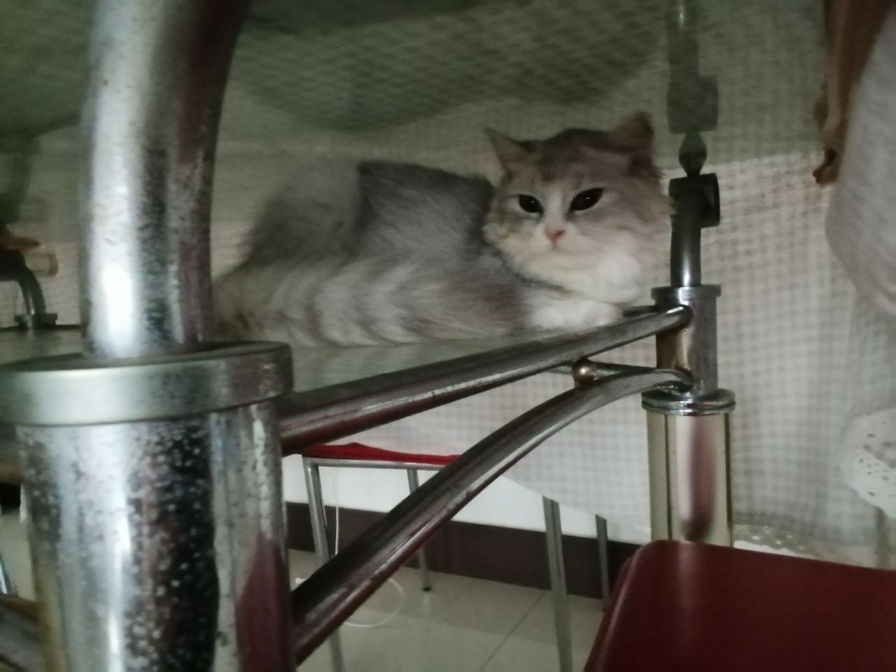 猫图片|宠物猫|猫咪|