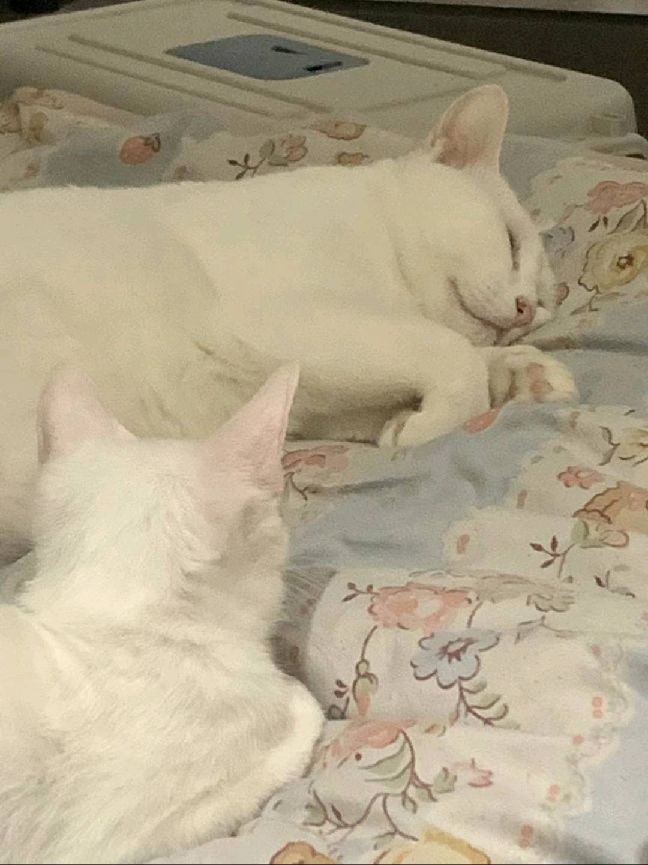 猫图片|宠物猫|猫咪|