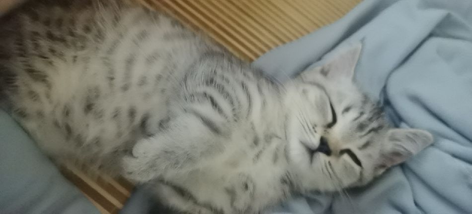 猫图片|宠物猫|猫咪|