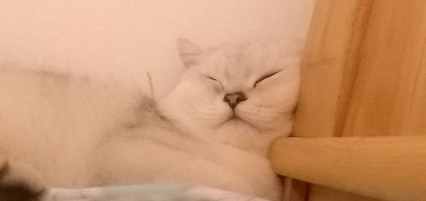 猫图片|宠物猫|猫咪|