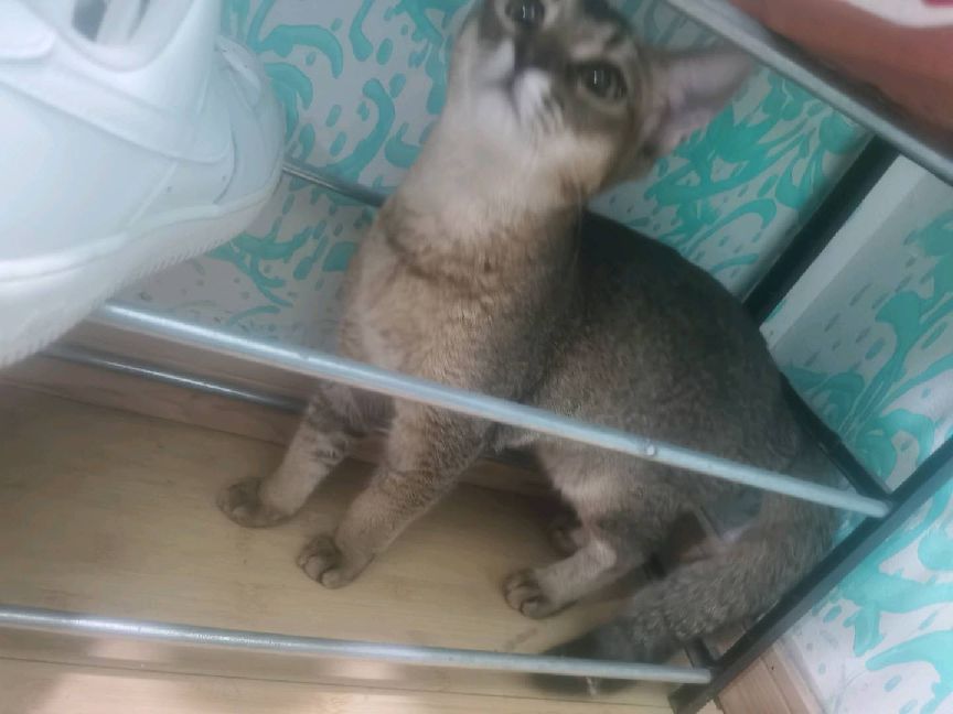 猫图片|宠物猫|猫咪|