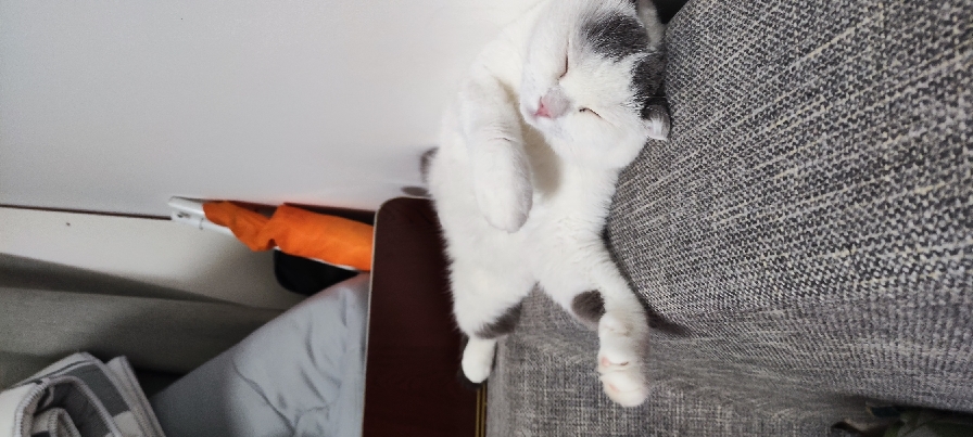 猫图片|宠物猫|猫咪|