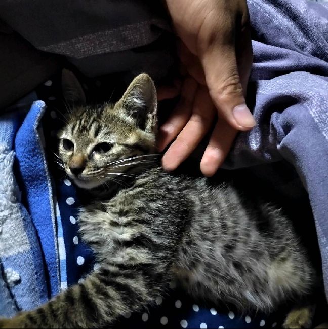 猫图片|宠物猫|猫咪|