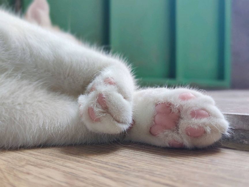 猫图片|宠物猫|猫咪|