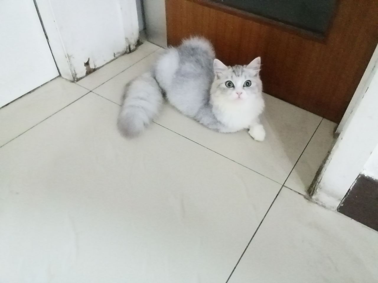 猫图片|宠物猫|猫咪|