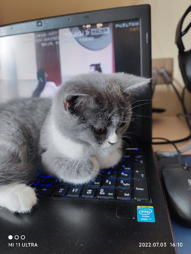 猫图片|宠物猫|猫咪|