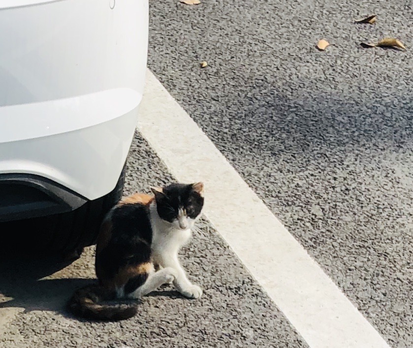 猫图片|宠物猫|猫咪|