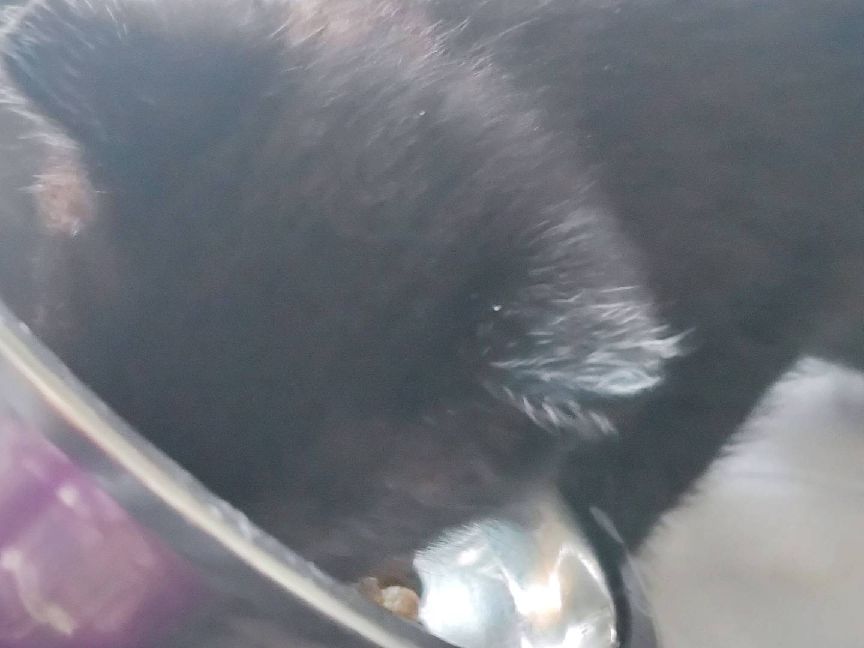 猫图片|宠物猫|猫咪|