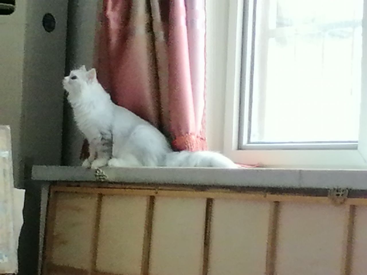 猫图片|宠物猫|猫咪|