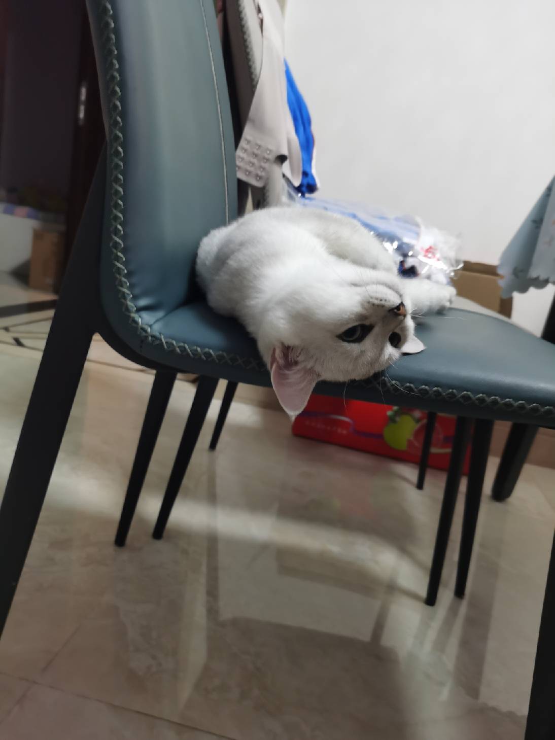 猫图片|宠物猫|猫咪|