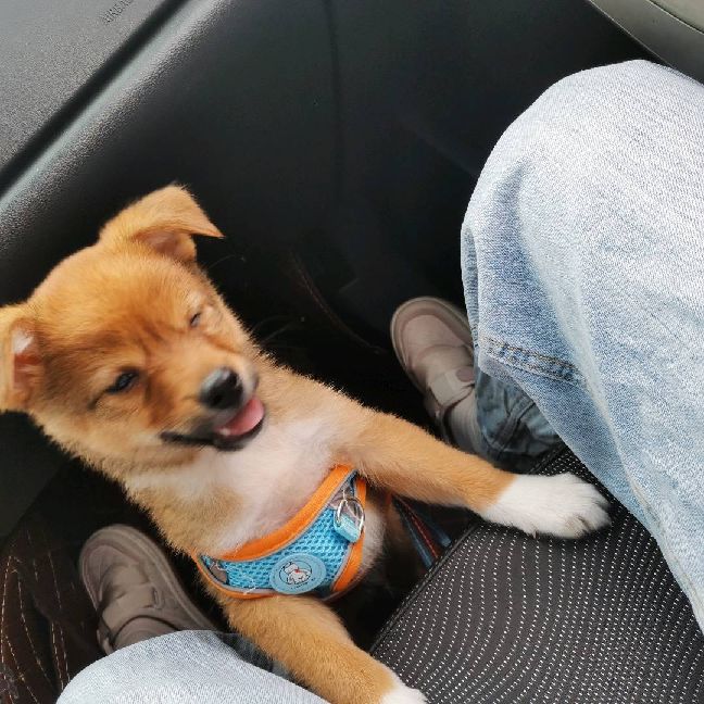 猫图片|宠物猫|猫咪|