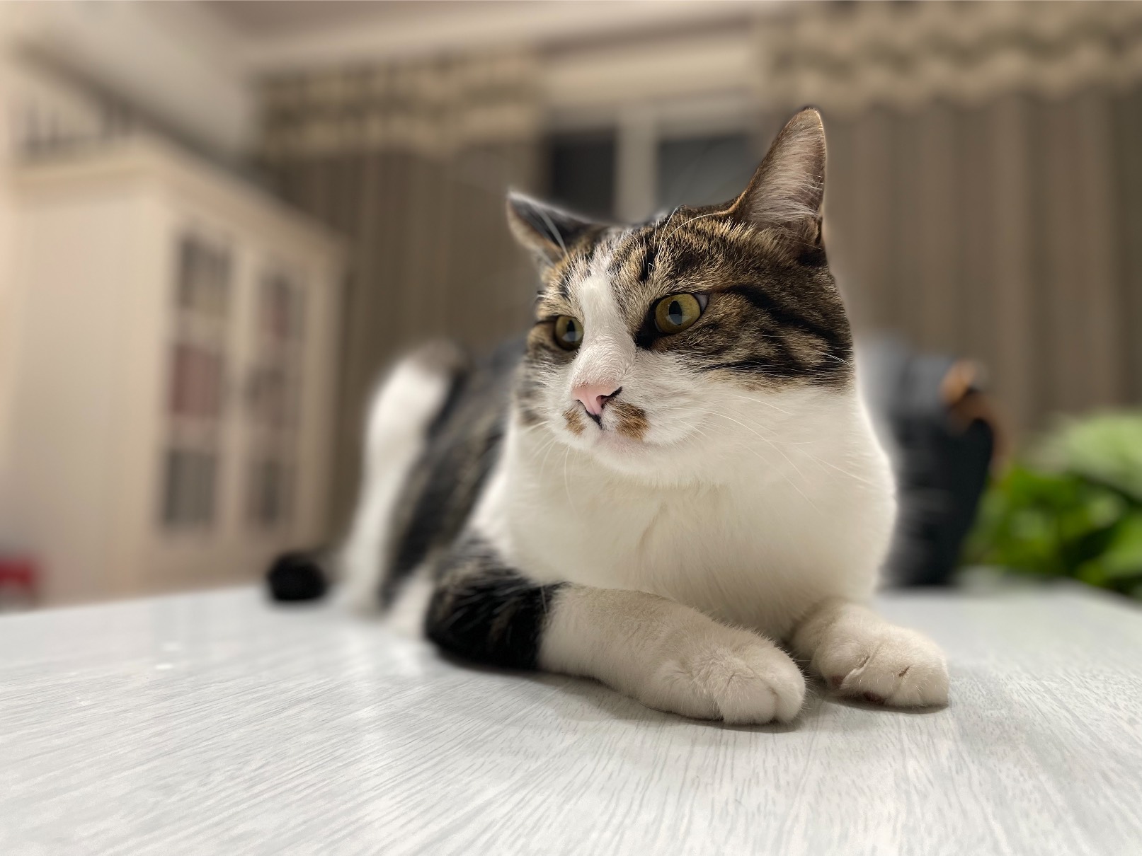 猫图片|宠物猫|猫咪|