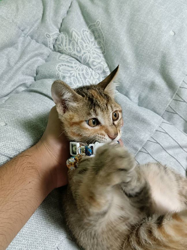 猫图片|宠物猫|猫咪|