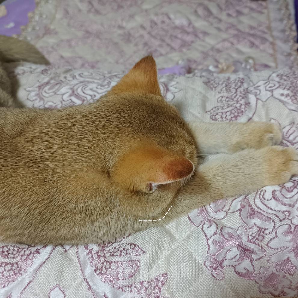 猫图片|宠物猫|猫咪|