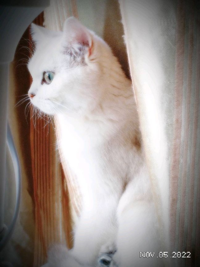 猫图片|宠物猫|猫咪|