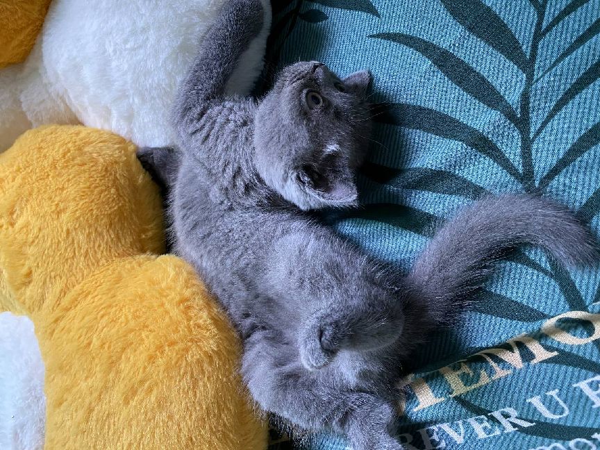 猫图片|宠物猫|猫咪|