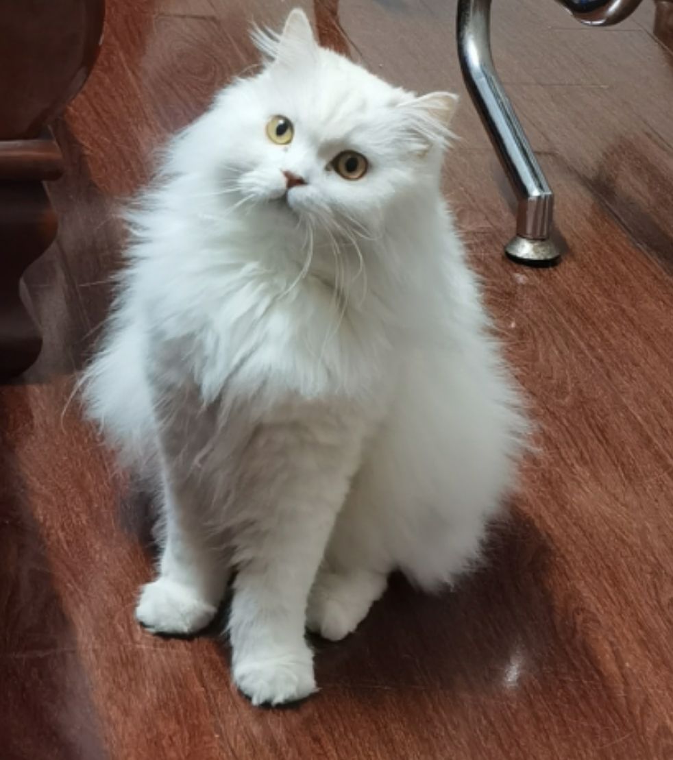 猫图片|宠物猫|猫咪|