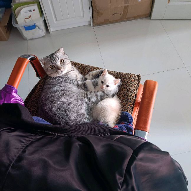 猫图片|宠物猫|猫咪|