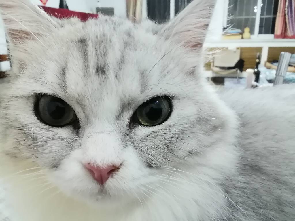 猫图片|宠物猫|猫咪|