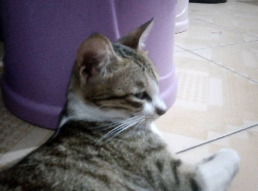 猫图片|宠物猫|猫咪|