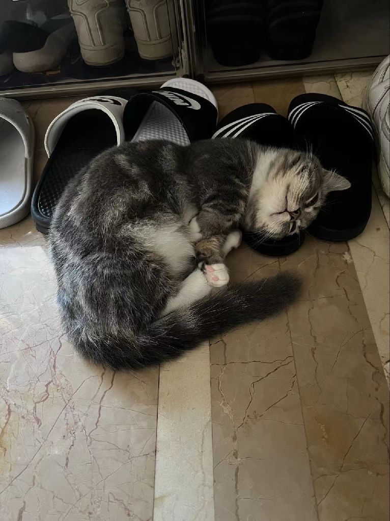 猫图片|宠物猫|猫咪|