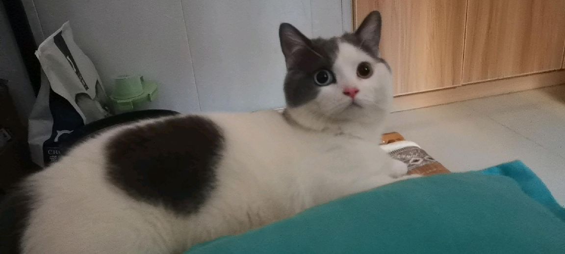 猫图片|宠物猫|猫咪|