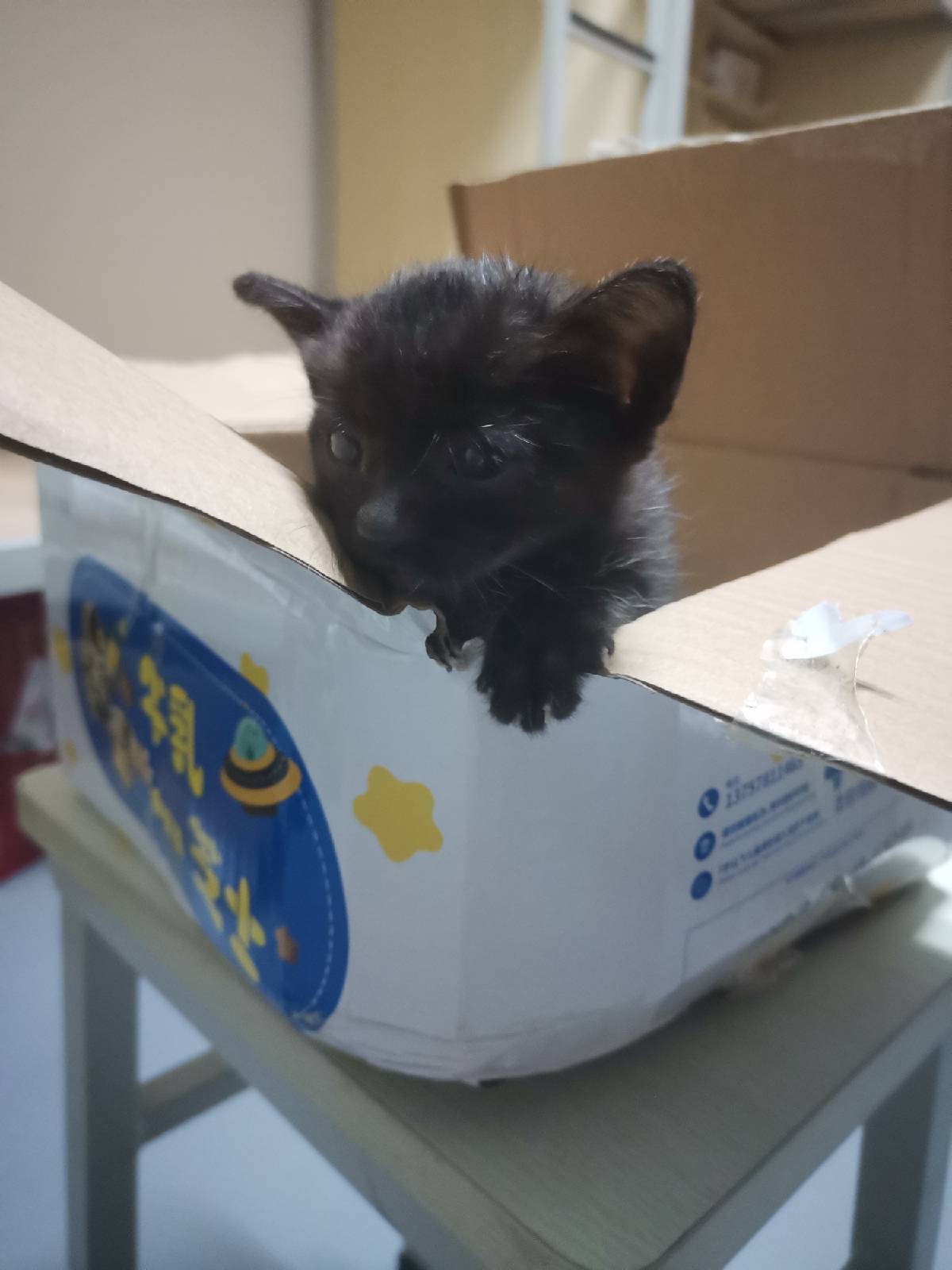 猫图片|宠物猫|猫咪|