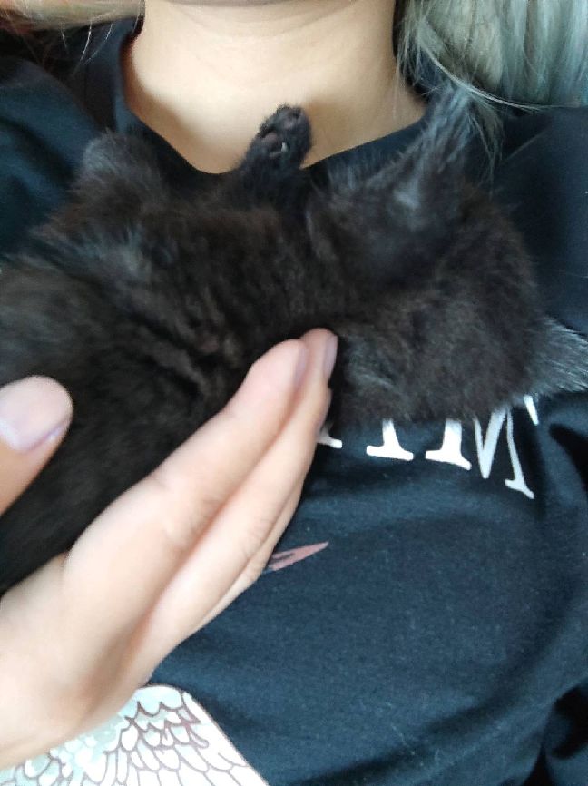 猫图片|宠物猫|猫咪|