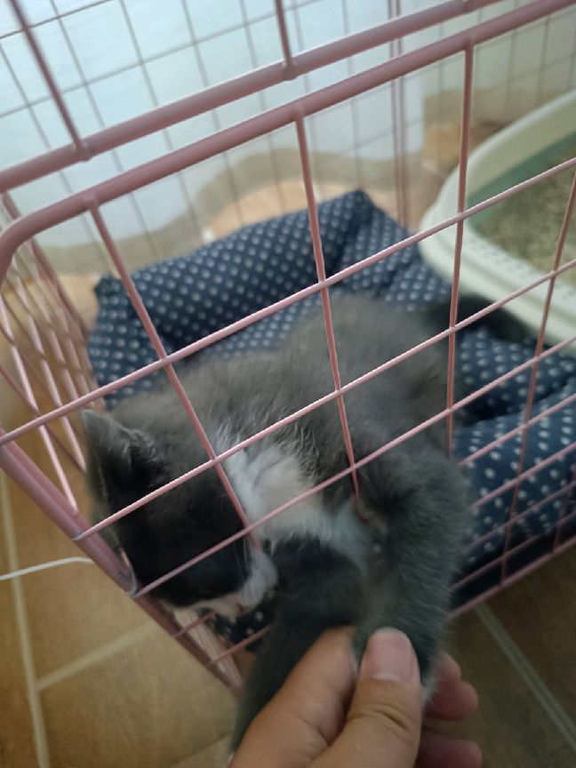 猫图片|宠物猫|猫咪|