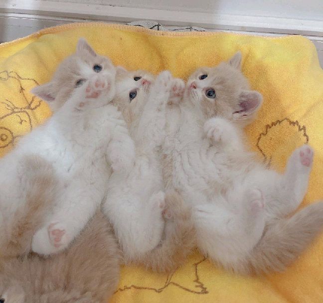 猫图片|宠物猫|猫咪|