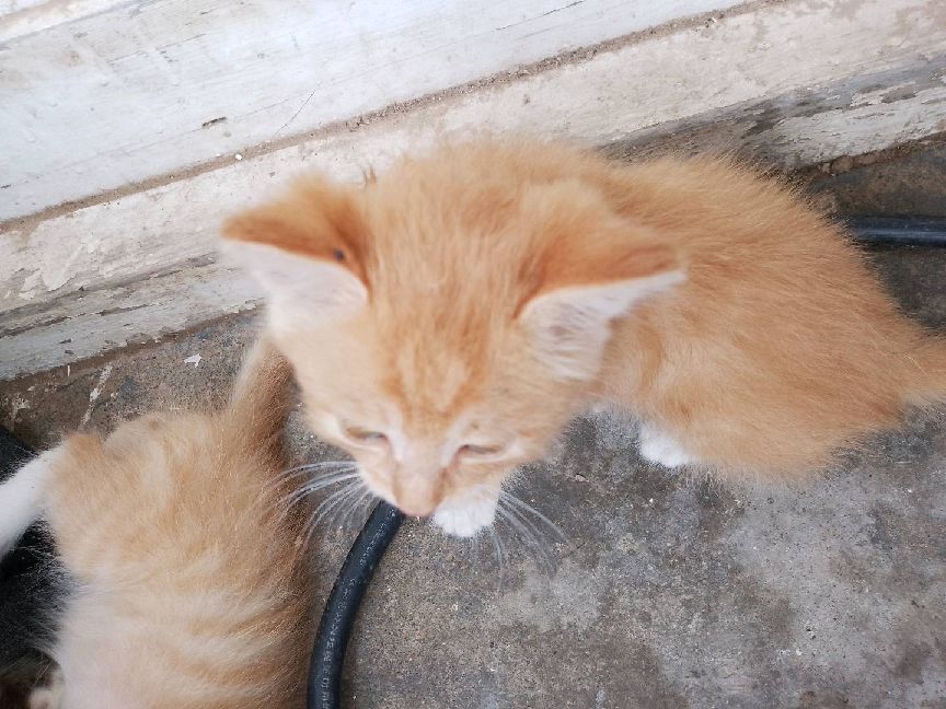 猫图片|宠物猫|猫咪|