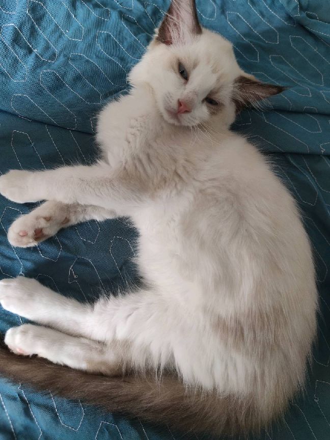 猫图片|宠物猫|猫咪|