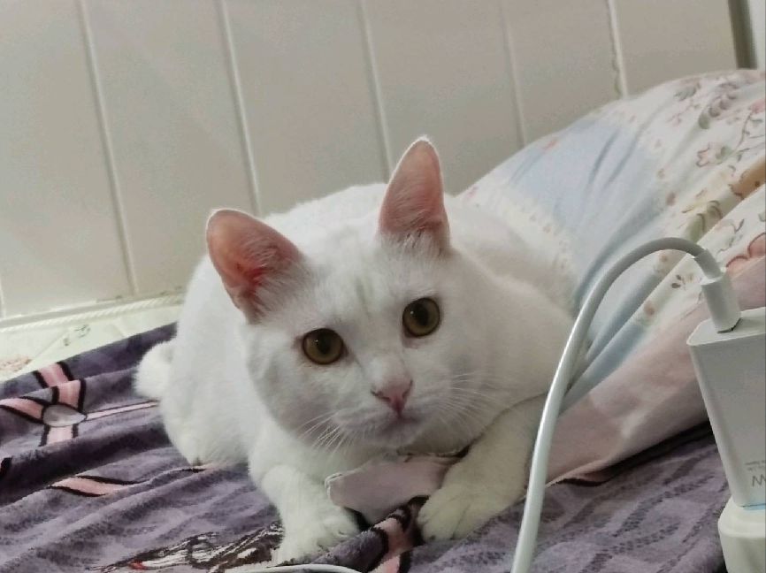 猫图片|宠物猫|猫咪|