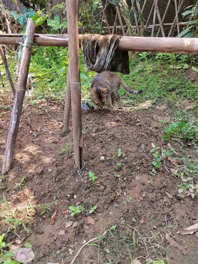 猫图片|宠物猫|猫咪|