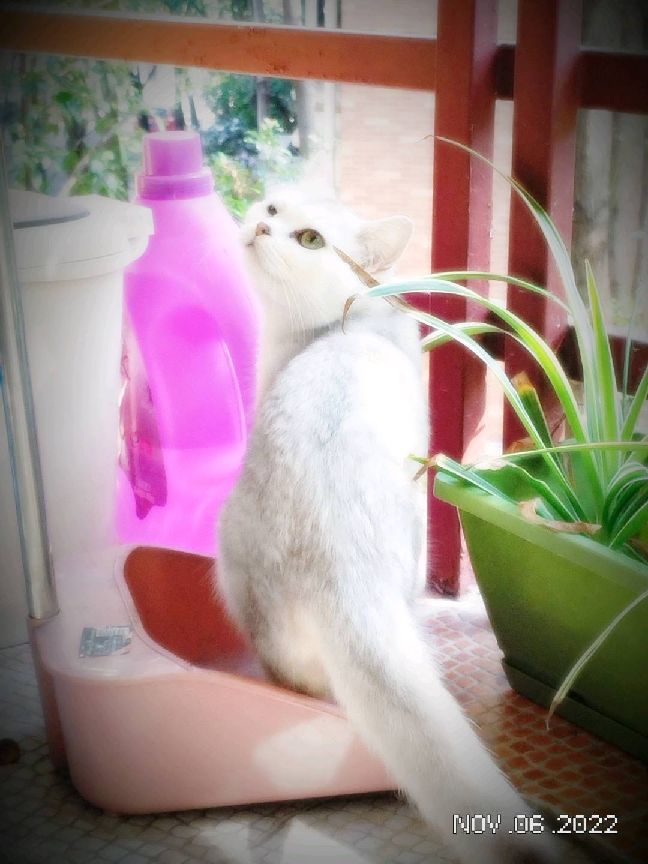 猫图片|宠物猫|猫咪|