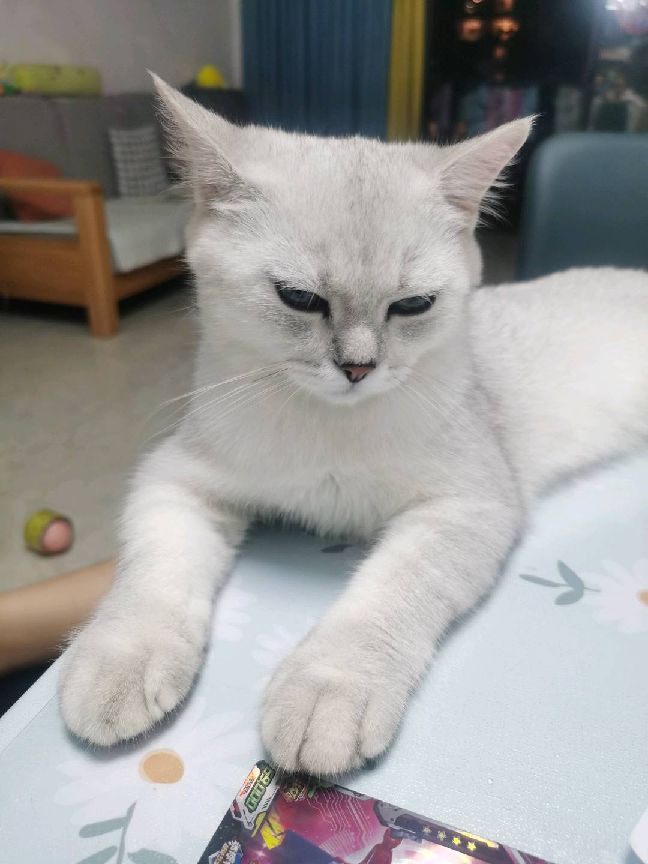 猫图片|宠物猫|猫咪|