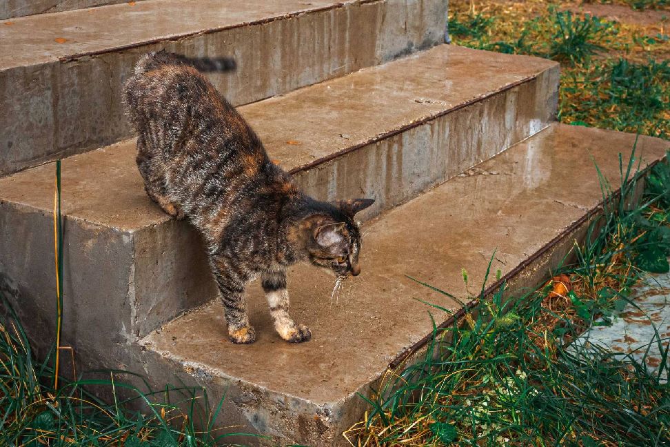 猫图片|宠物猫|猫咪|