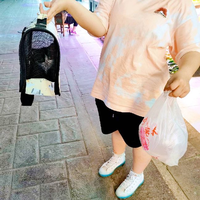 猫图片|宠物猫|猫咪|