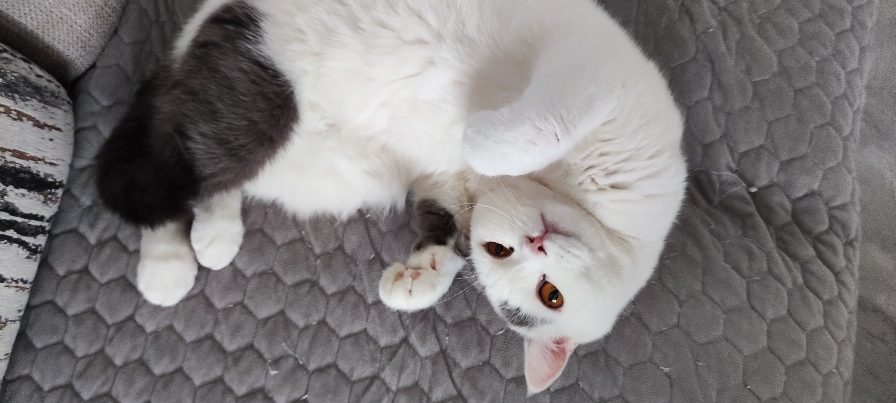 猫图片|宠物猫|猫咪|