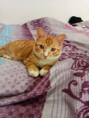 猫图片|宠物猫|猫咪|