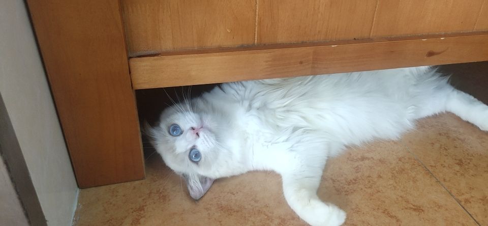 猫图片|宠物猫|猫咪|