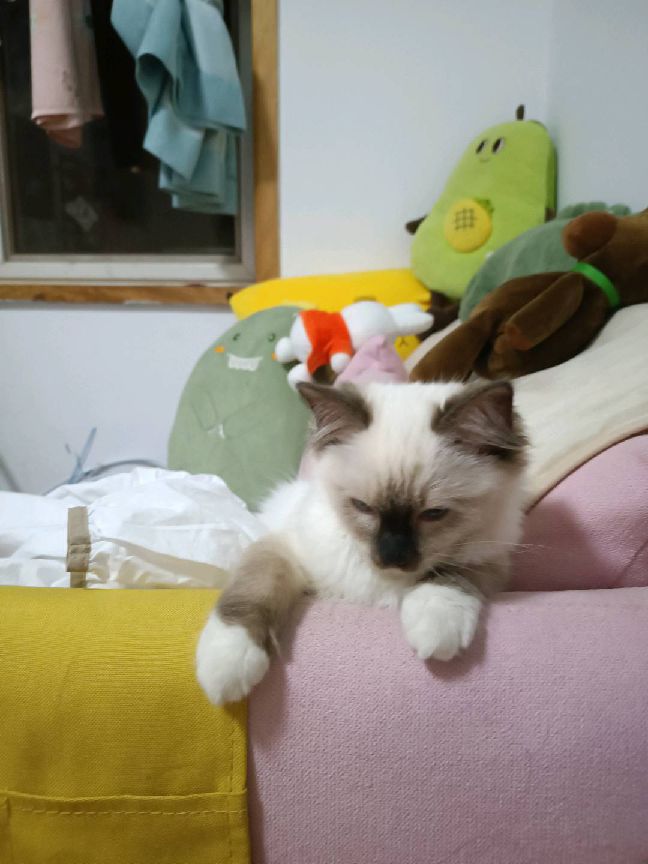 猫图片|宠物猫|猫咪|