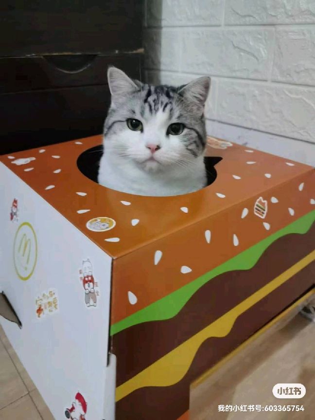 猫图片|宠物猫|猫咪|