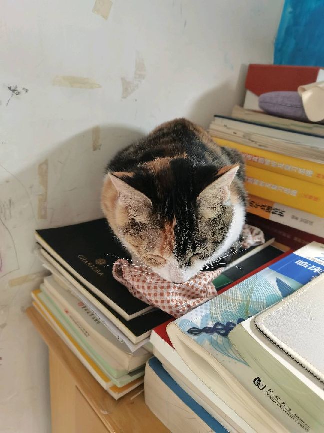 猫图片|宠物猫|猫咪|