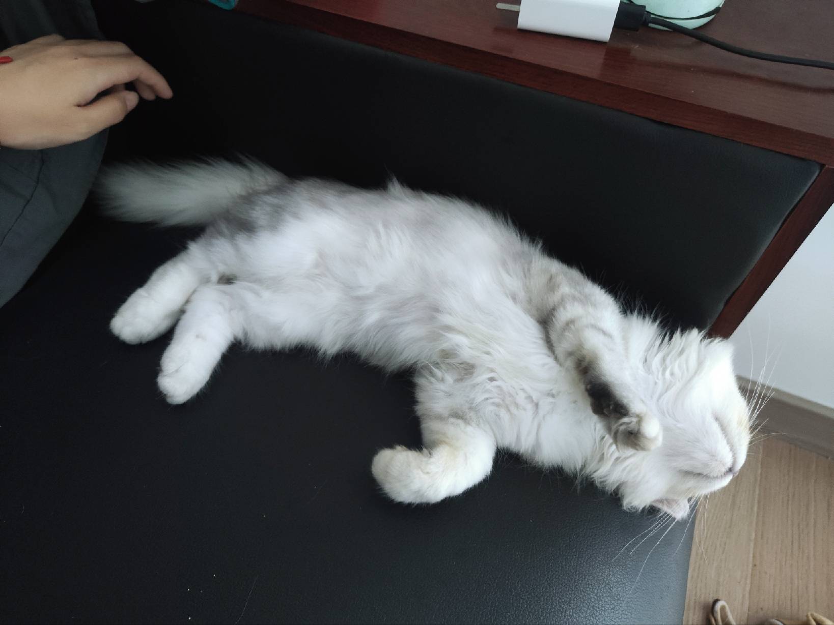 猫图片|宠物猫|猫咪|