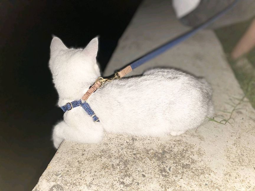 猫图片|宠物猫|猫咪|