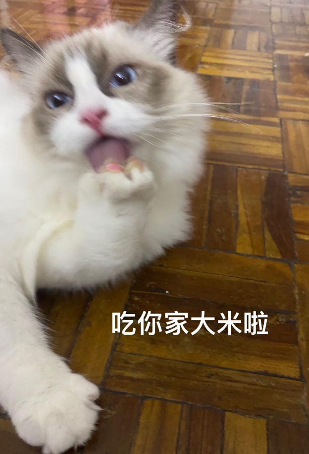 猫图片|宠物猫|猫咪|