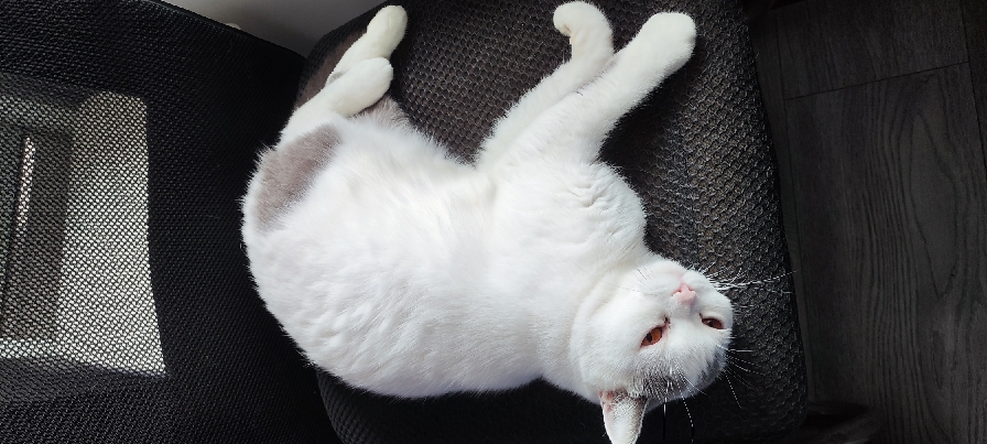 猫图片|宠物猫|猫咪|